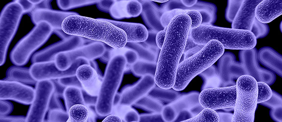 Close up image of purple bacteria on black background