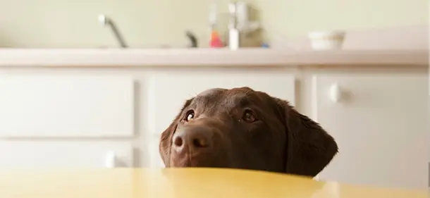 A brown dog peering over the kitchen table, waiting patiently and looking up