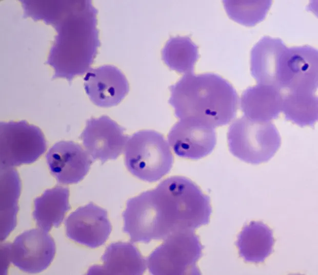 Microscope images of protozoa