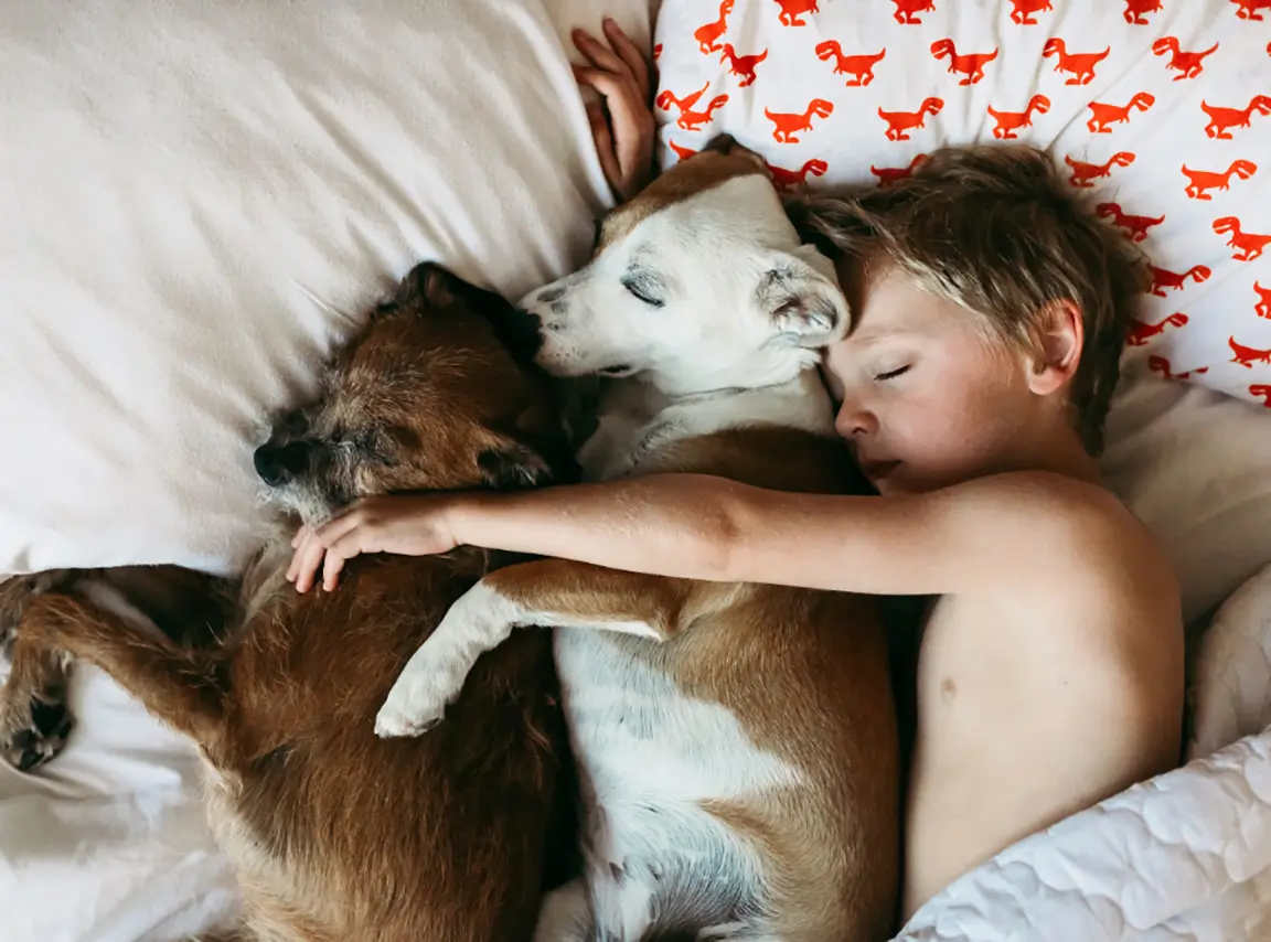 Child lying in bed cuddles two sleeping dogs