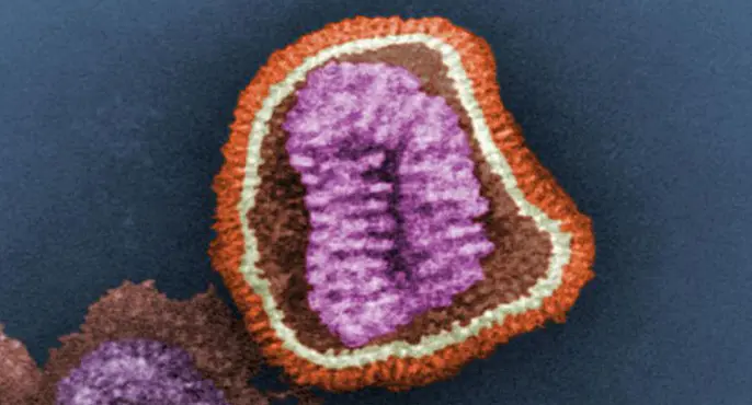 Close up color stained image of flu virus taken by Dr Palmer and Dr Martin CDC.