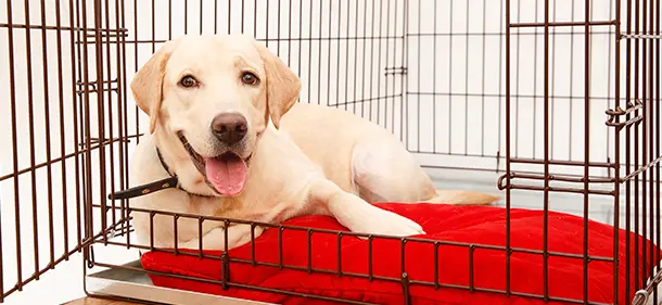 Dog in Crate