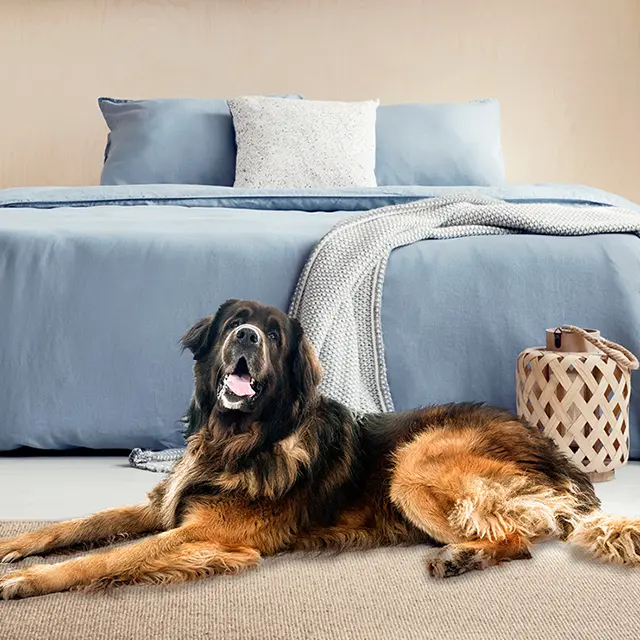 Big fluffy dog laying on carpet with bed in the background
