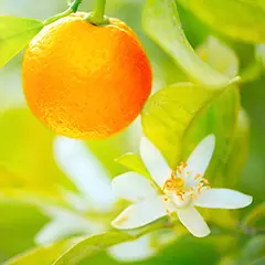 Citrus Blossom, Orange with white blossom flower