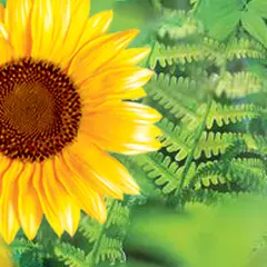 A sunflower with a background of leafy ferns.