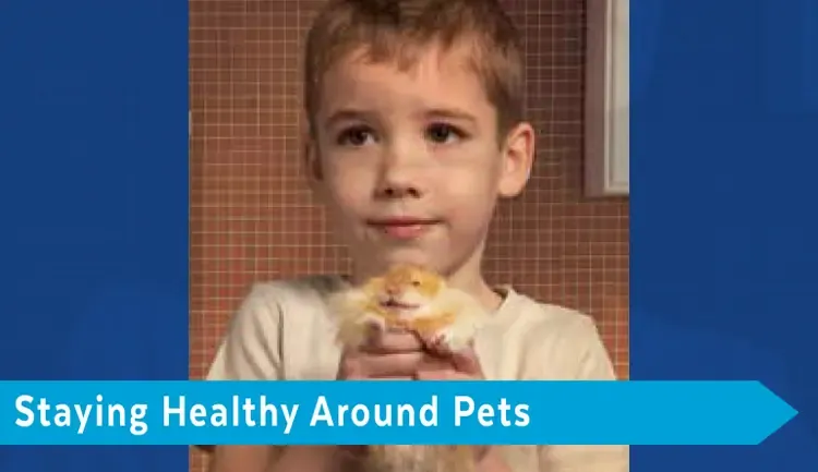 Child holding pet hamster. Text says "staying healthy around pets"