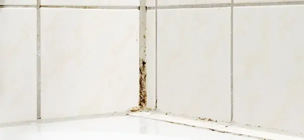A dirty, grimey corner of a tiled shower