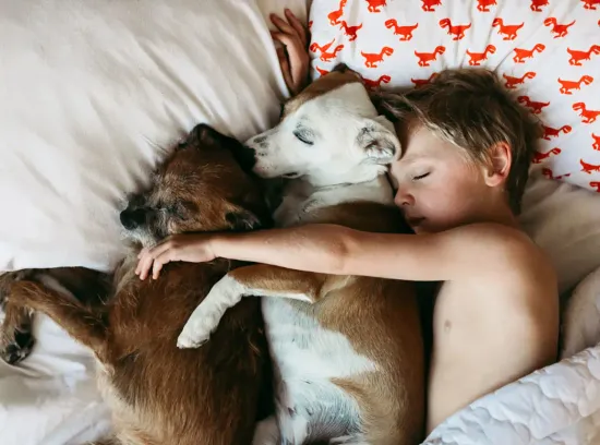  boy cuddles with two dogs, all three comfortably lying in bed together.