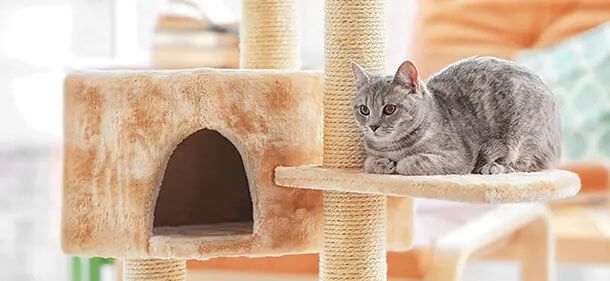 Cat in Cat Tree
